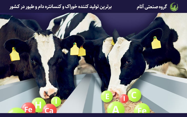 اهمیت ریز مغذیها در دوره انتقال گاو